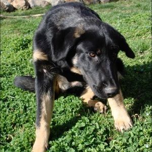 Meet your Posher, Josh